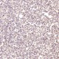 Anti-BDNF Rabbit Monoclonal Antibody